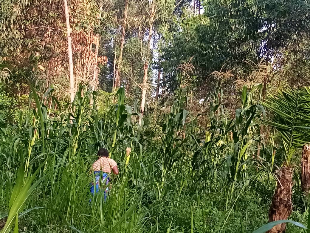 A farmer grows maize besides a tree plantation-min