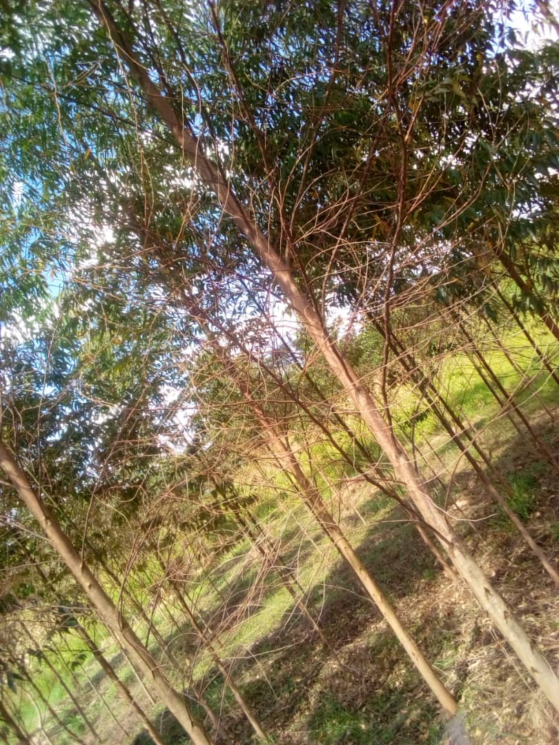 Samforest eucalyptus plantation in nakaseke, central uganda 1-min