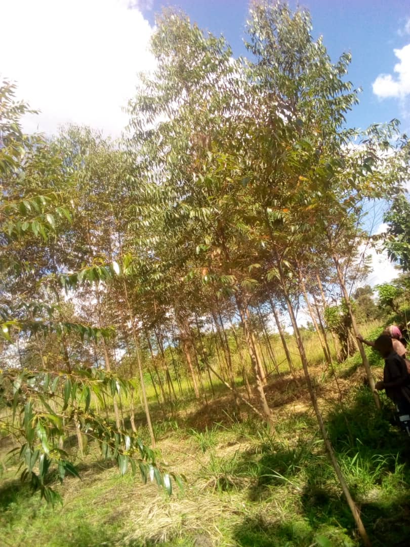 Samforest eucalyptus plantation in nakaseke, central uganda 2-min