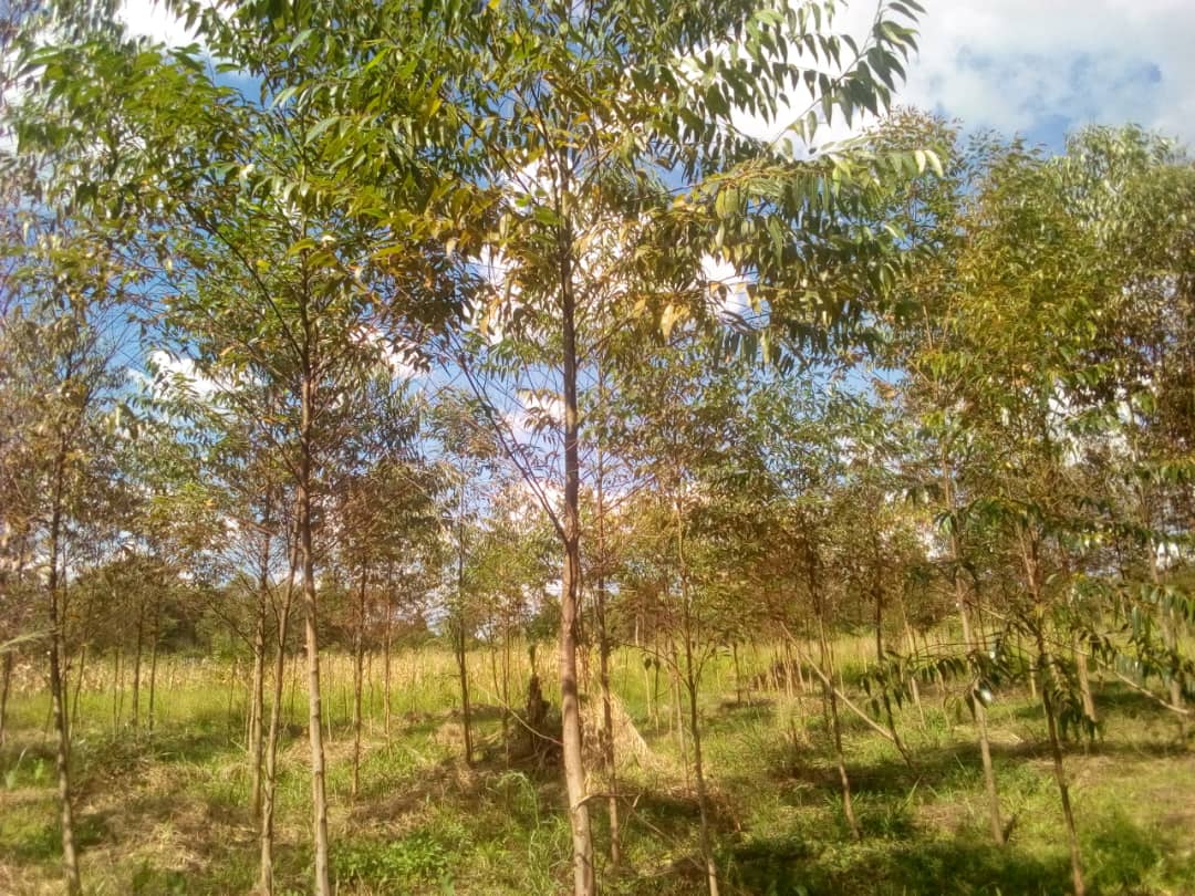 Samforest eucalyptus plantation in nakaseke, central uganda-min