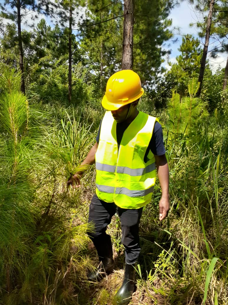 The founder admiring a young pine tree-min