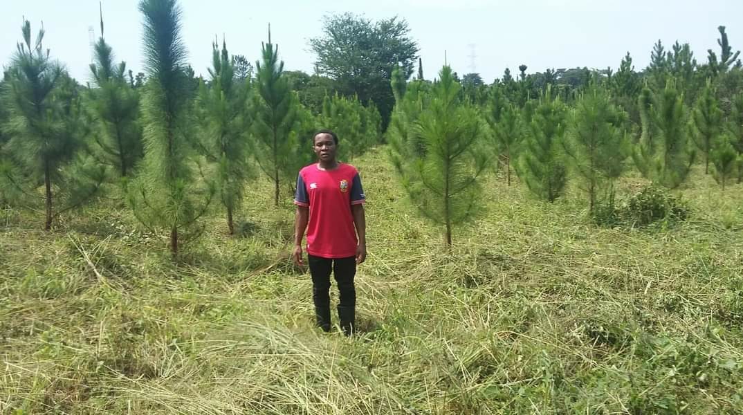 The founder in a young pine plantation-min